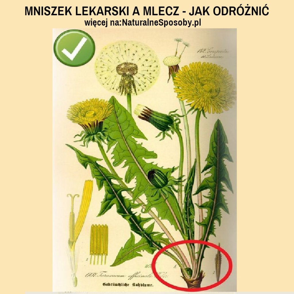 naturalnesposoby.pl-MNISZEK-LEKARSKI-A-MLECZ