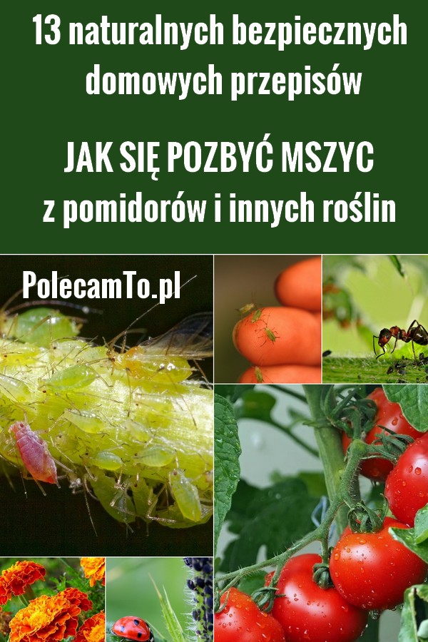 PolecamTo.pl.pl-mszyce-domowe-sposoby-przepisy