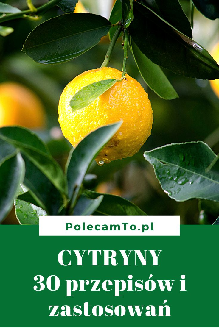 PolecamTo.pl-cytryny-przepisy